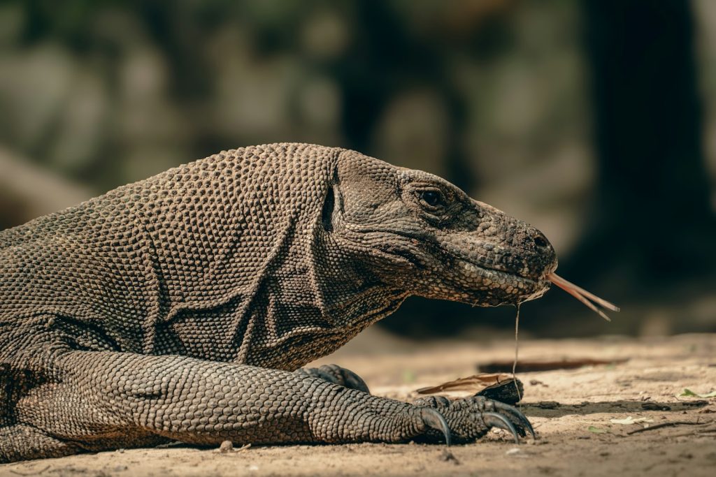 Komodo National Park Entrance Fee: 2026 Breakdown