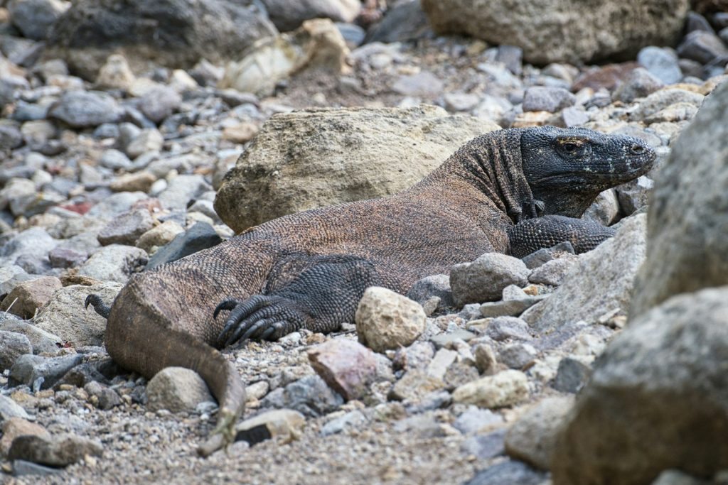 Labuan Bajo Honeymoon: A Couples’ Guide