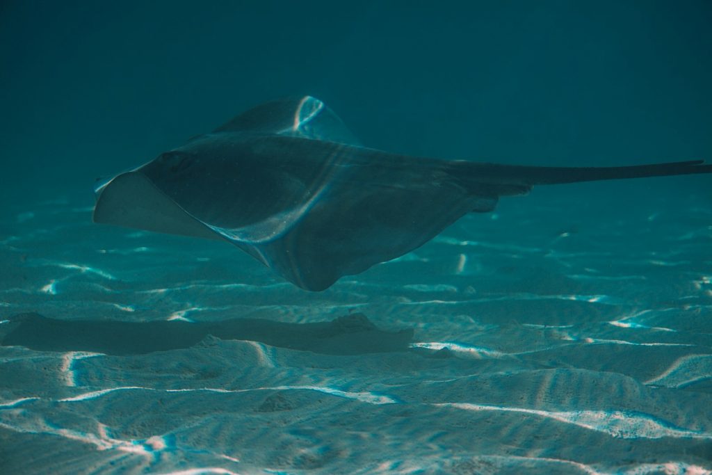 Manta Point Komodo: Snorkelling With Manta Rays