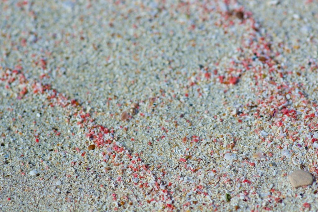 Rinca vs Komodo Island: Where to See the Dragons