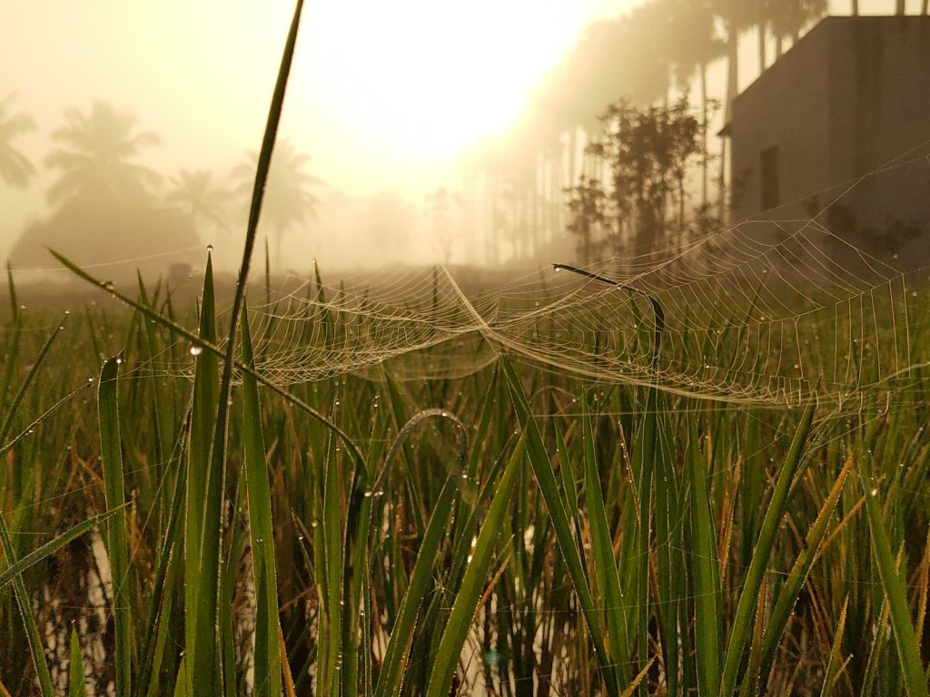Spiderweb Rice Fields (Cancar) Near Ruteng
